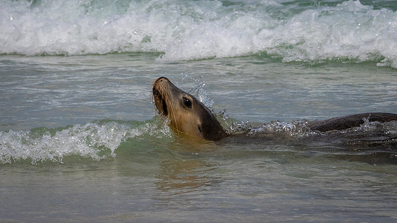 Australian Sea Lion at Seal Bay -9