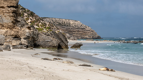 Australian Sea Lion at Seal Bay -1