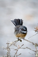 Grey Fantail -2