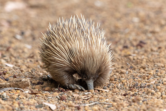 Echidna -1