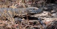 Rosenberg's Goanna -1