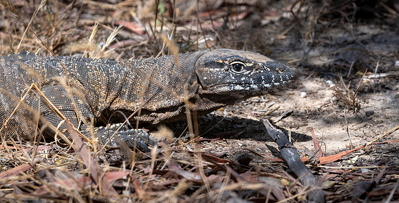 Rosenberg's Goanna -1