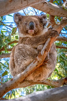 Koala -1