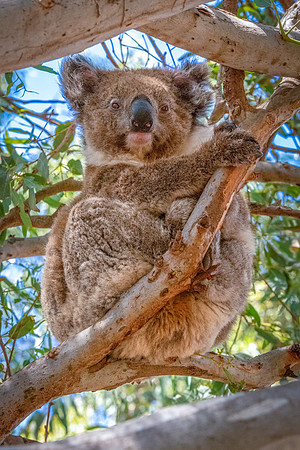 Koala -1