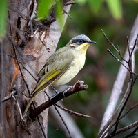 Singing Honeyeater
