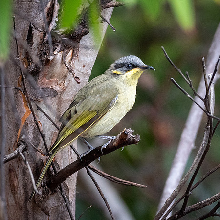 Singing Honeyeater