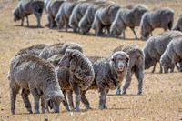 Sheep on Dry Pasture