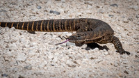 Rosenberg's Goanna -2