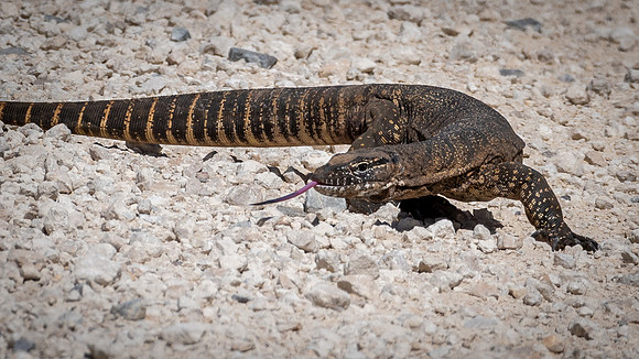 Rosenberg's Goanna -2