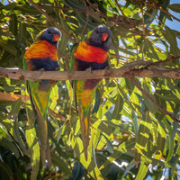 Rainbow Lorikeet