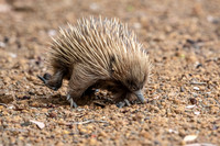 Echidna -2