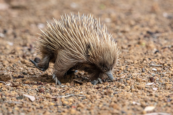 Echidna -2