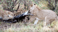 Lions Eating Wildebeest