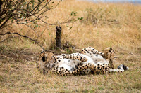 Cheetah Rolling on its Back