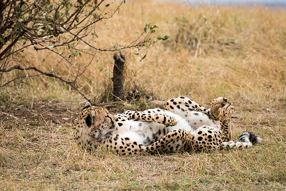Cheetah Rolling on its Back