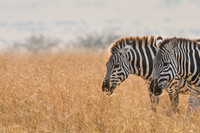 Plains Zebra in the Morning Light