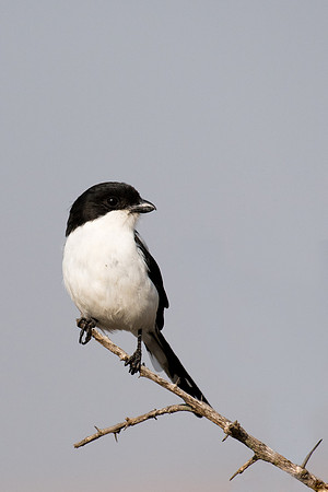 Magpie Shrike