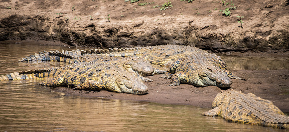 Mara Crocodiles