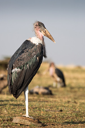 Marabou Stork