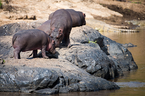 Hippopotamus With Young