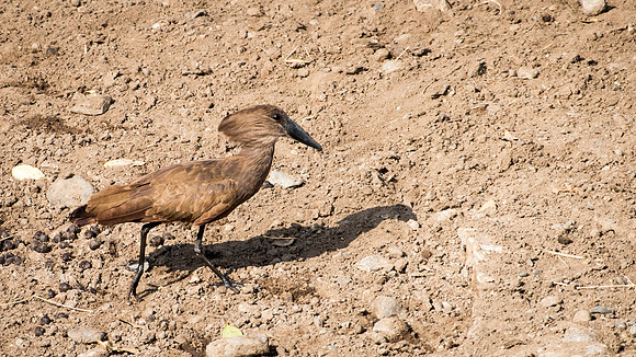 Hamerkop