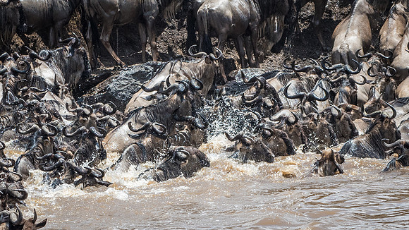 Wildebeest Crossing the Mara River -9