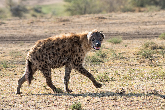Hyena -2