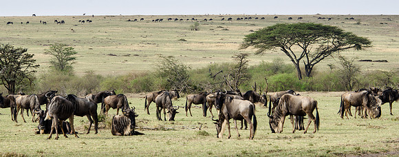 Wildebeest Herd -1