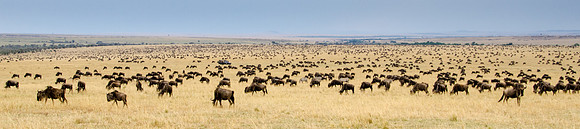 Wildebeest Herd Panorama -1