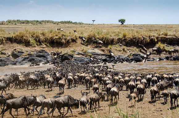 Wildebeest Crossing the Mara River -1
