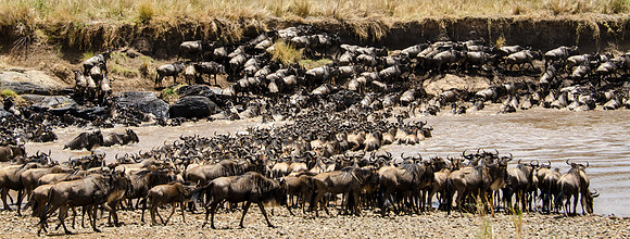 Wildebeest Crossing the Mara River -5