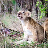 Lion Cub After Eating