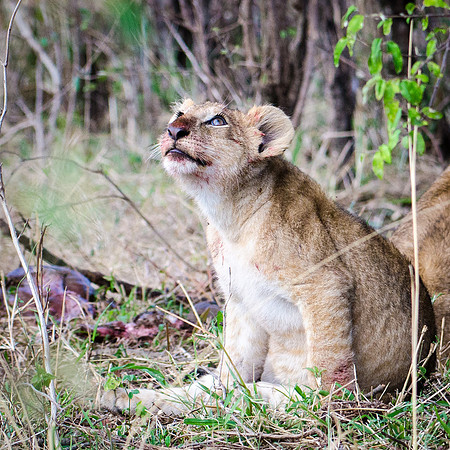 Lion Cub After Eating