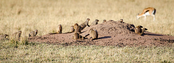 Banded Mongoose