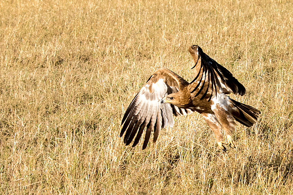 Tawny Eagle -3