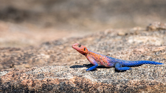 Agama Lizard (m)