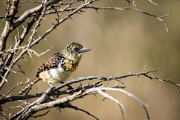 Usambiro Barbet