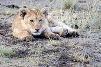 Lion Cub
