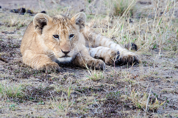 Lion Cub