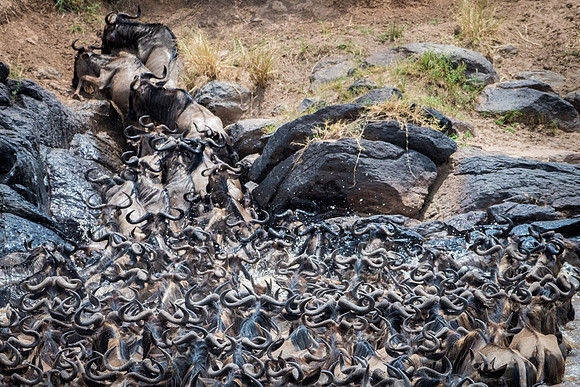 Wildebeest Crossing the Mara River -8