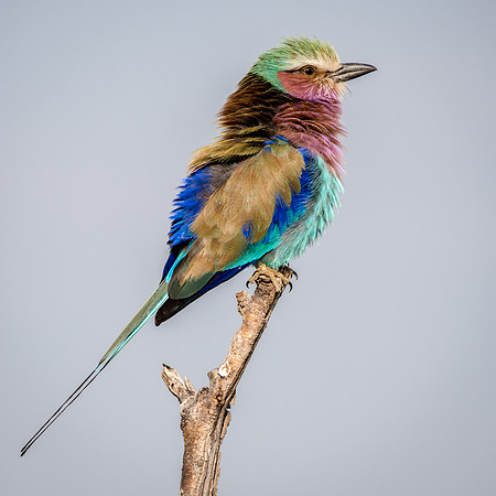 Lilac Breasted Roller