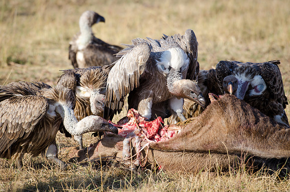 Vultures Eating Carcass