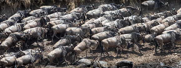 Wildebeest Running along the River Bank