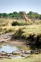 Masai Giraffe