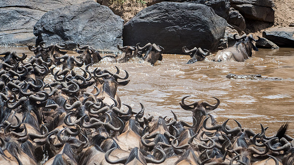 Wildebeest Crossing the Mara River -6