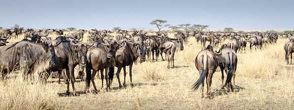 Wildebeest Herd -2