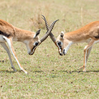 Thomson's Gazelle Fighting -3