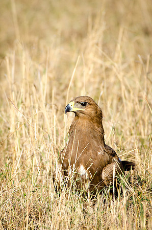 Tawny Eagle -2