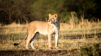 Lioness in the Morning Light