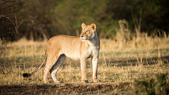 Lioness in the Morning Light
